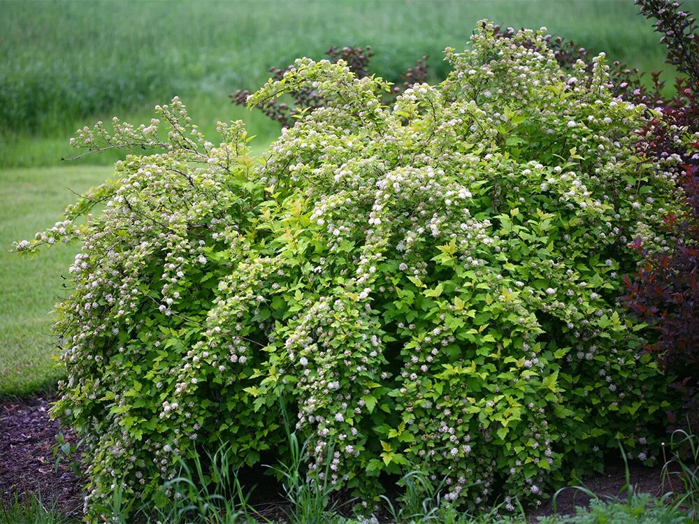 Пузырь плотник кустарник фото Пузыреплодний калинолистный Наггет (Physocarpus opulifolius Nugget) купить с дос