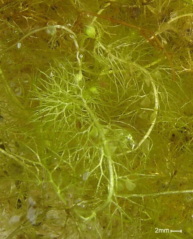 Пузырчатка фото симптомы File:Uk pond bladderwort.jpg - Wikipedia