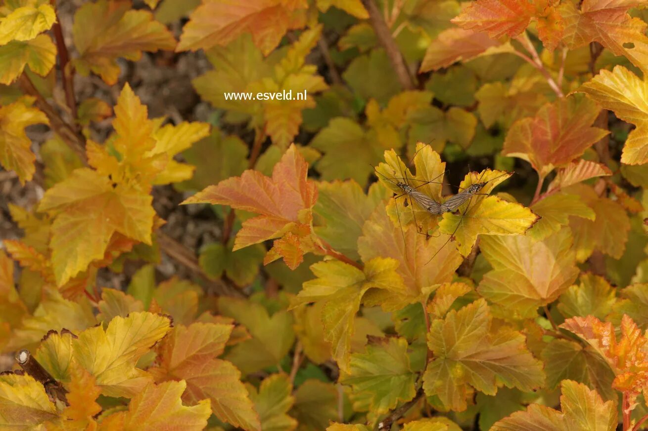 Пузыреплодник эмбер джубили фото и описание кустарника Picture and description of Physocarpus opulifolius 'Jefam' (AMBER JUBILEE)