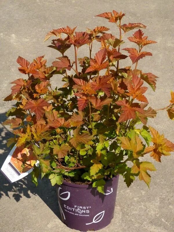 Пузыреплодник эмбер джубили фото и описание кустарника Amber jubilee ninebark planted 4/13/15 from Ecters Colorful shrubs, Shrubs, Land