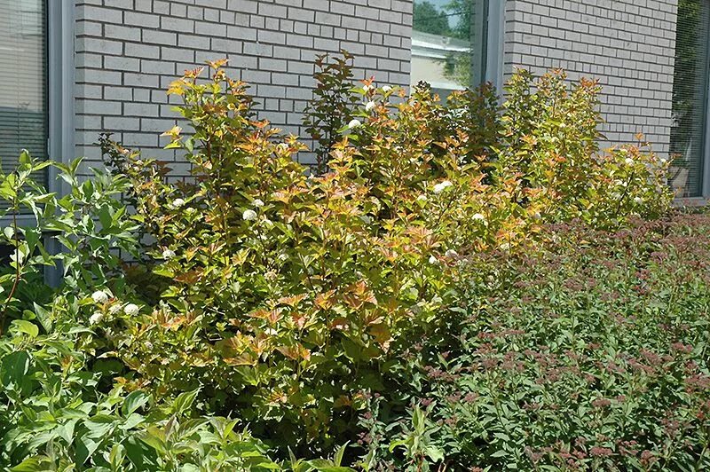 Пузыреплодник эмбер джубили фото и описание кустарника Amber Jubilee Ninebark (Physocarpus opulifolius 'Jefam') at Dutch Growers Garden