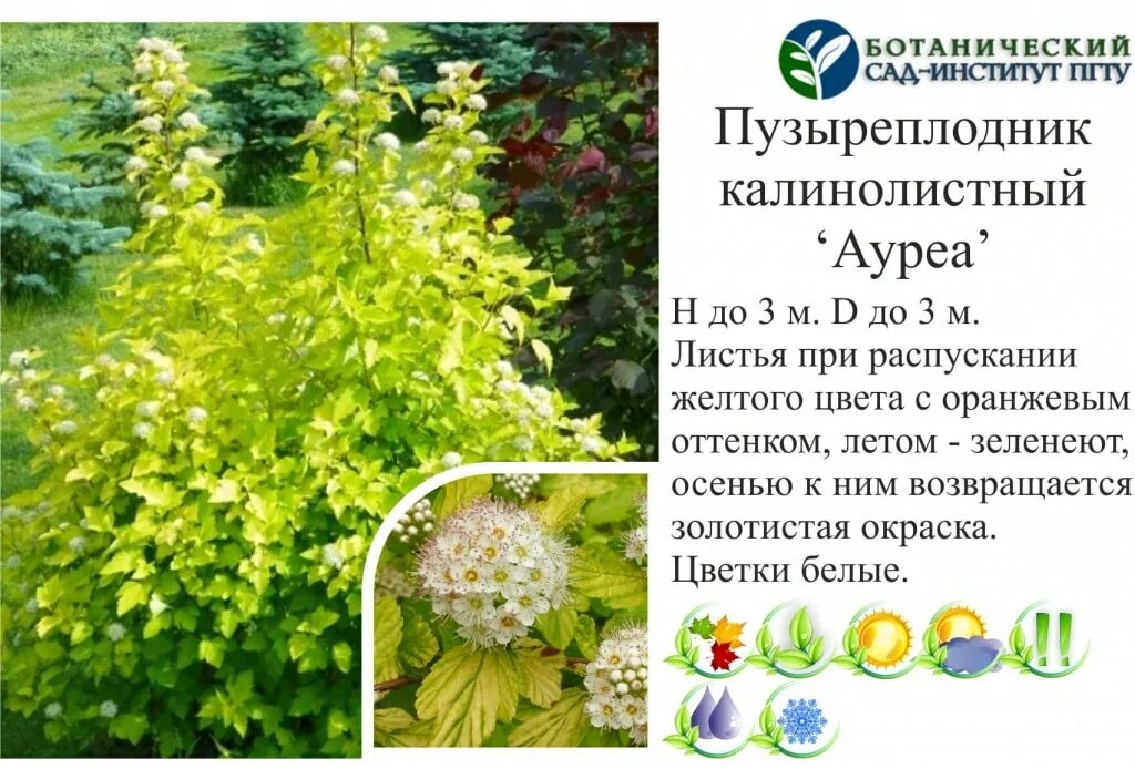 Пузыреплодник фото и описание кустарника посадка Древесно-кустарниковые растения