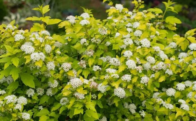 Пузыреплодник голд фото и описание кустарника Physocarpus opulifolius Darts Gold Пузыреплодник. Луковицы, рассада и саженцы