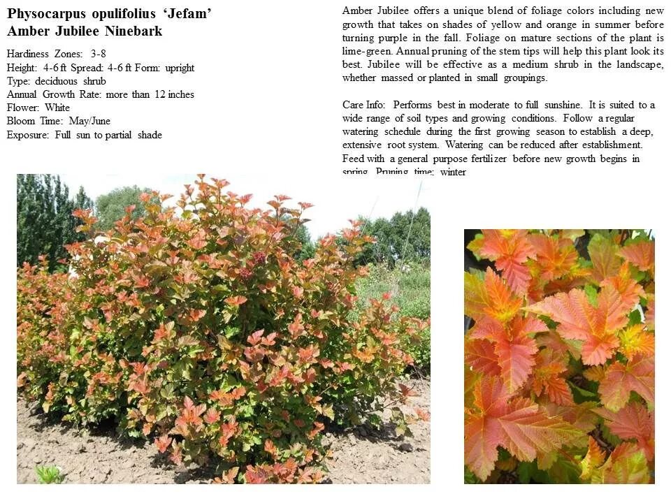 Пузыреплодник хамелеон фото и описание кустарника Plants, Patio landscaping, Ninebark shrub