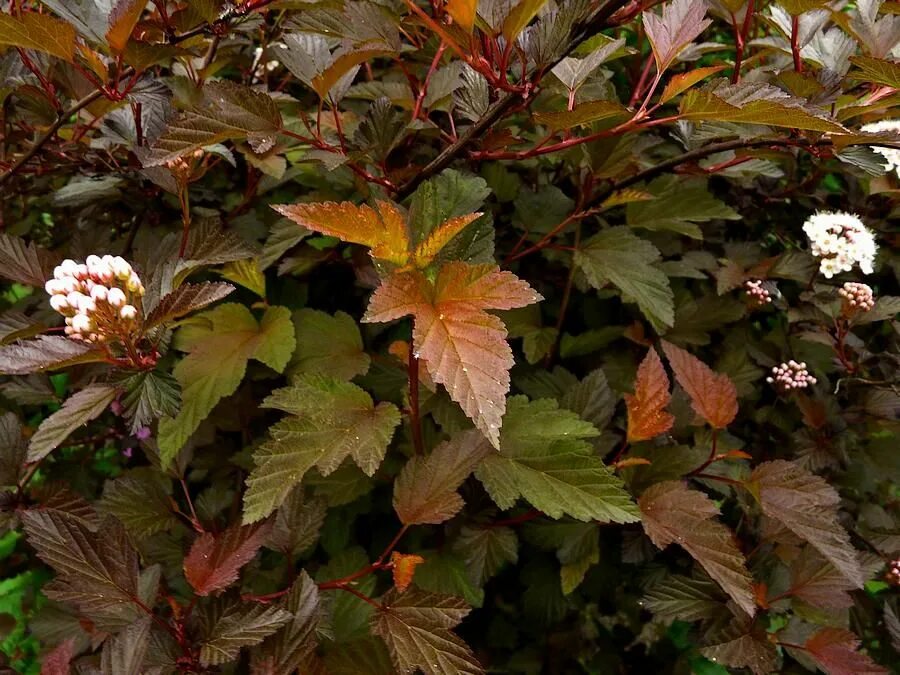 Пузыреплодник калинолистный посадка и уход фото Physocarpus opulifolius 'Diable d'Or' et 'Dart's Gold' Idées jardin, Beaux jardi