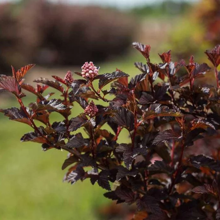 ninebark diablo - Google Search Plants, Trees to plant, Shrubs