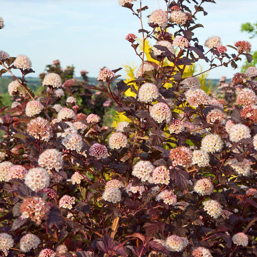 Пузыреплодник красный фото Belgium Plants Van. Пузыреплодник калинолистный Диабл Дор (1 саженец; 15-20 см) 