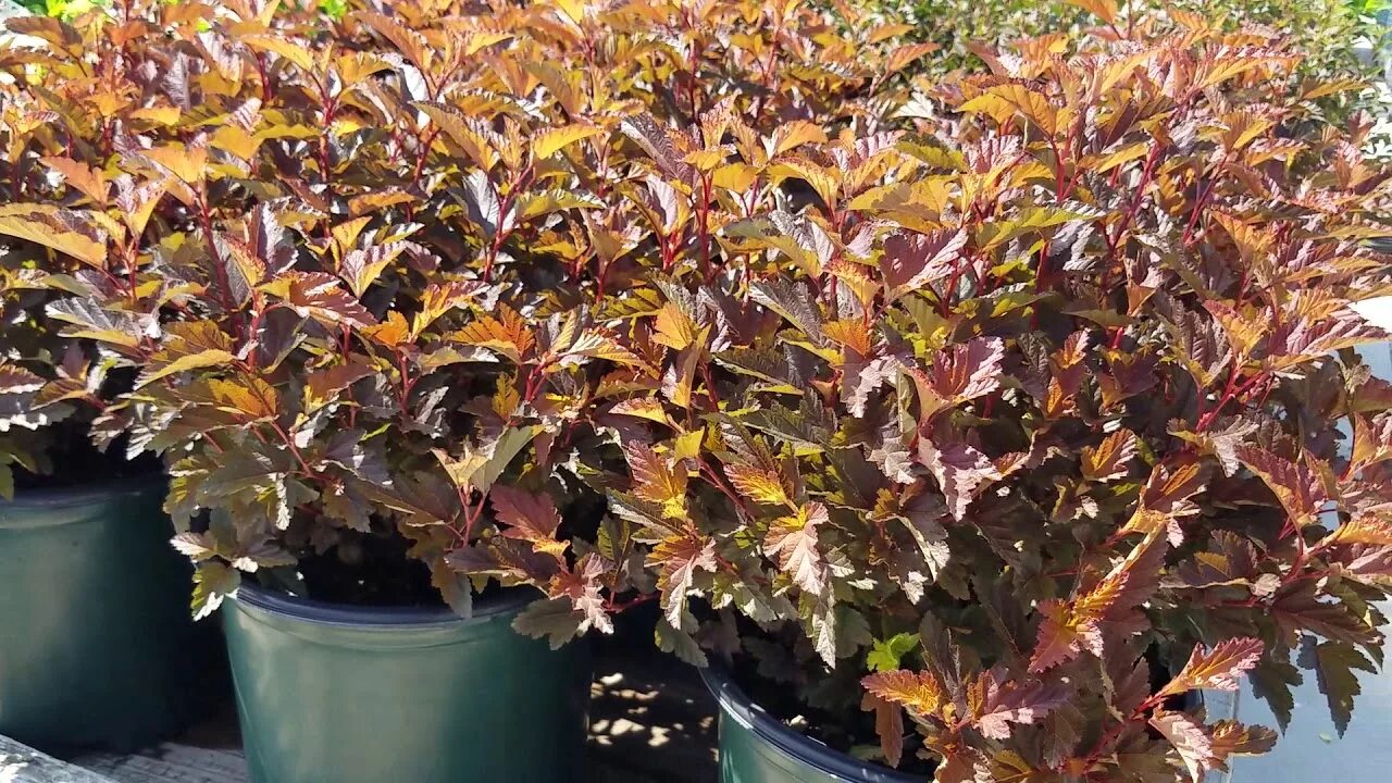 Пузыреплодник литл ангел фото и описание кустарника Physocarpus Little Angel (Ninebark) - YouTube