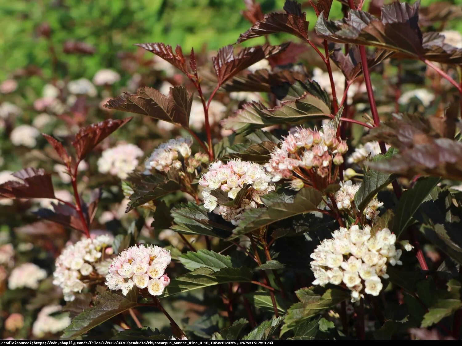 Пузыреплодник саммер вайн фото и описание кустарника Pęcherznica kalinolistna Summer Wine - Physocarpus opulifolius SUMMER WINE