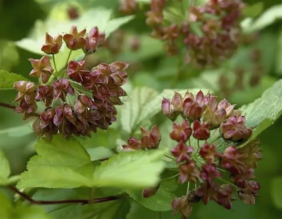 Пузыреплодник семена фото Пузыреплодник калинолистный, Physocarpus opulifolius Идеи посадки растений, Садо