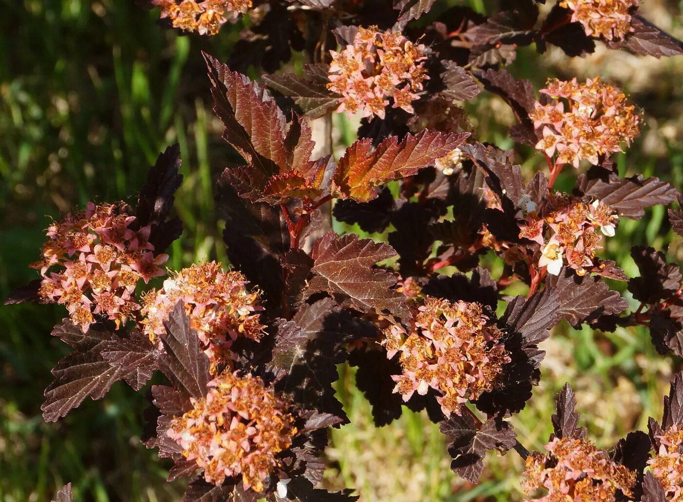 Пузыреплодник семена фото Physocarpus opulifolius - Изображение особи - Плантариум