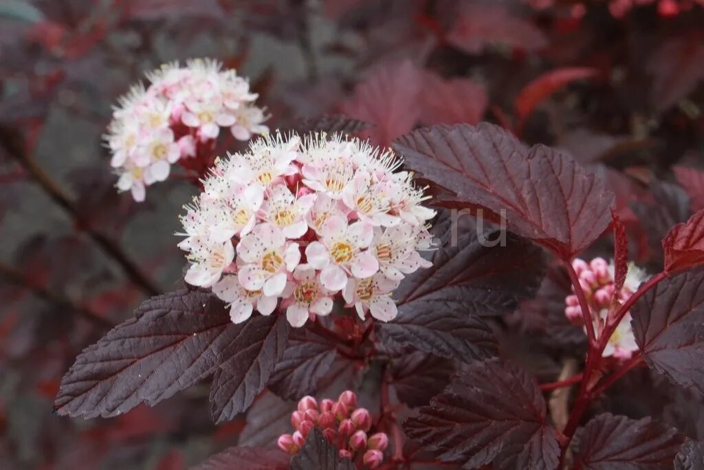 Пузыреплодник цветет фото Пузыреплодник калинолистный Physocarpus opulifolius "Diable d'Or" : С10, h=80-11