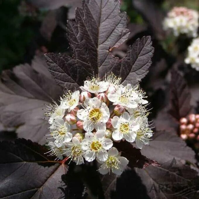 Пузыреплодник цветущий фото Physocarpus opulifolius Diabolo Пузыреплодник. Луковицы, рассада и саженцы