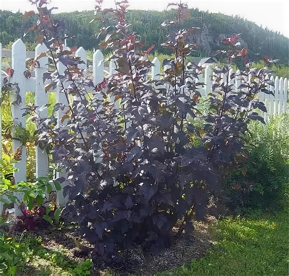 Пузыреплодник вдоль забора фото Gerry's Tree and Shrub Nursery Ninebark shrub, Shrubs, July flowers