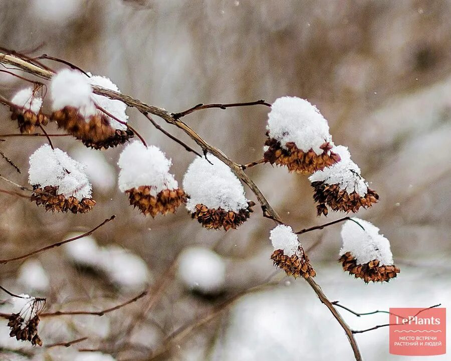 Пузыреплодник зимой фото Пузыреплодник (Physocarpus) - описание, выращивание, фото на LePlants.ru