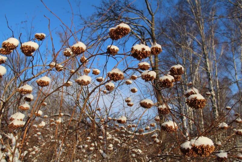 Пузыреплодник зимой фото Seeds Physocarpus Kalinolistnogo (Physocarpus Opulifolius) in the Snow. Russia. 