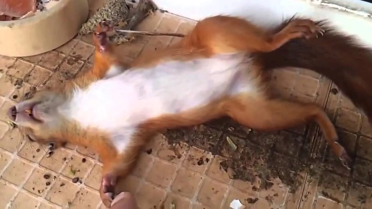 Пьяная белка ул мира 6 фото Funny squirrel is sleeping - YouTube