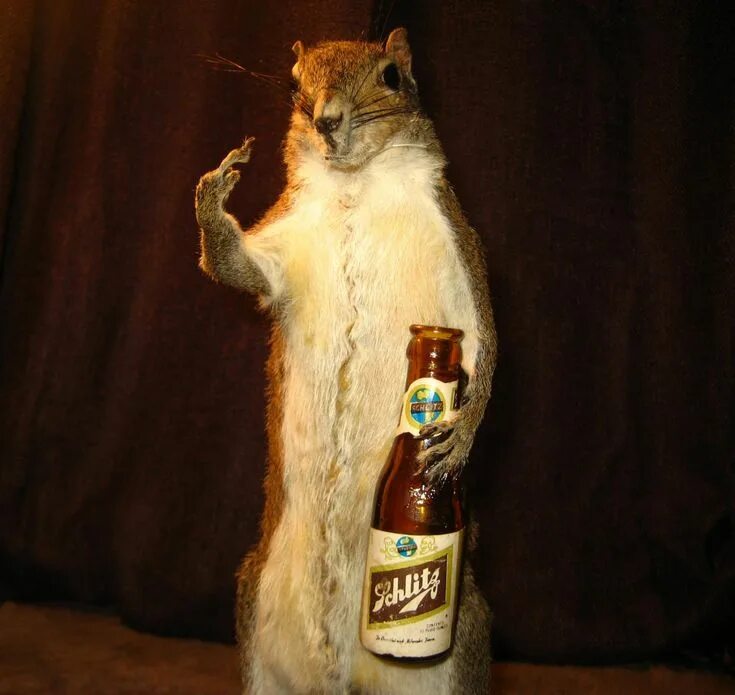 Пьяная белка ул мира 6 фото Taxidermy FTW Beer Drinkers Hell Raisers Schlitz Squirrel Taxidermy decor, Taxid