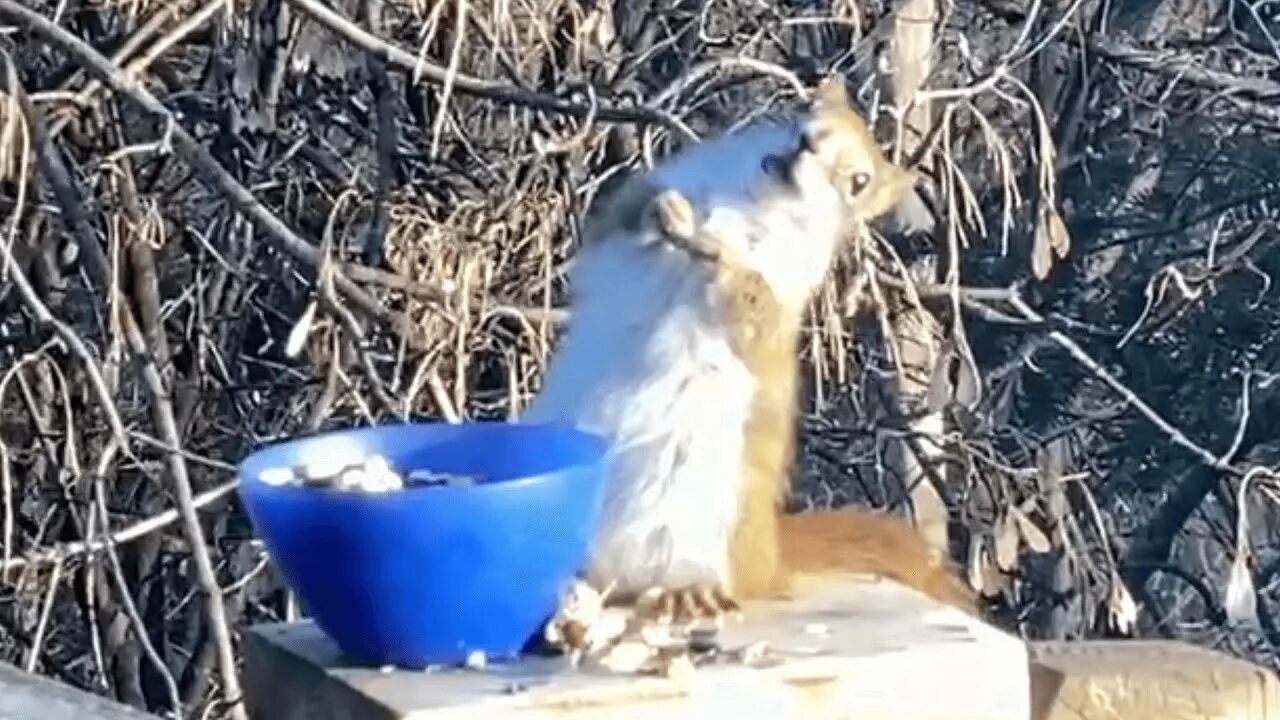 Пьяная белка ул мира 6 фото Squirrel gets DRUNK eating fermented pears - YouTube