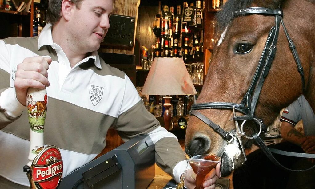 Пьяная лошадь фото Basil the stallion: The horse that walks into a bar and orders a pint