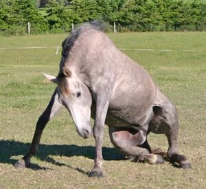 Пьяная лошадь фото wenn injizieren Wessen horse rolling loben Ohnmacht Ohr