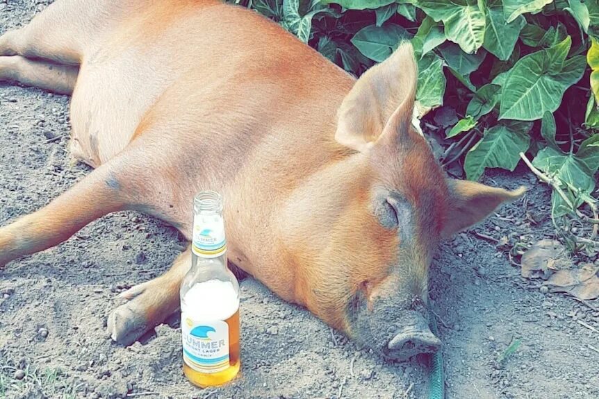 Пьяная свинья краснодар фото Beer-drinking, red-haired pig named after Pauline Hanson missing on Sunshine Coa