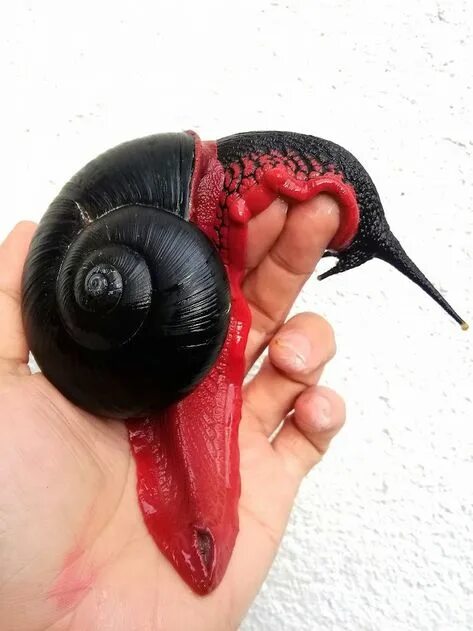 Пьяная улитка красная ул 1 2 фото Fascinating Facts About Vampire Snails