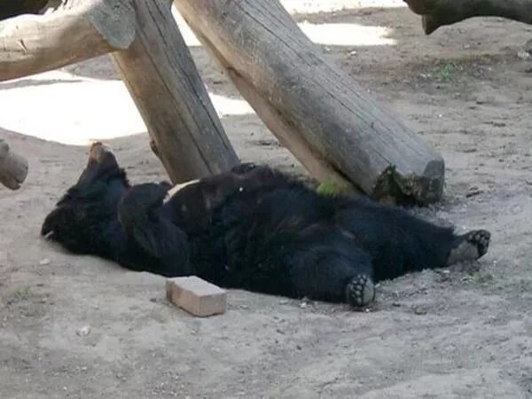 Пьяные медведи фото медведь спит фото: 10 тыс изображений найдено в Яндекс.Картинках Медведь