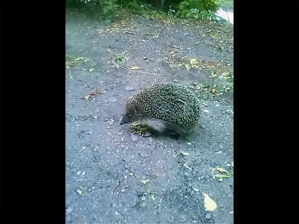 Пьяный ежик фото дух страшный пьяный еж на дороге / drunk hedgehog on the road - YouTube