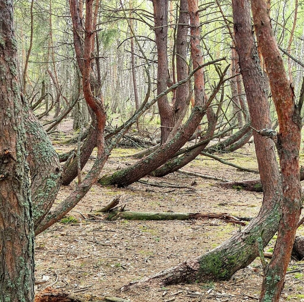 Пьяный лес фото Пьяный лес, woodland, Ryazan Region, Shilovskiy rayon, Tyrnovskoye selskoye pose