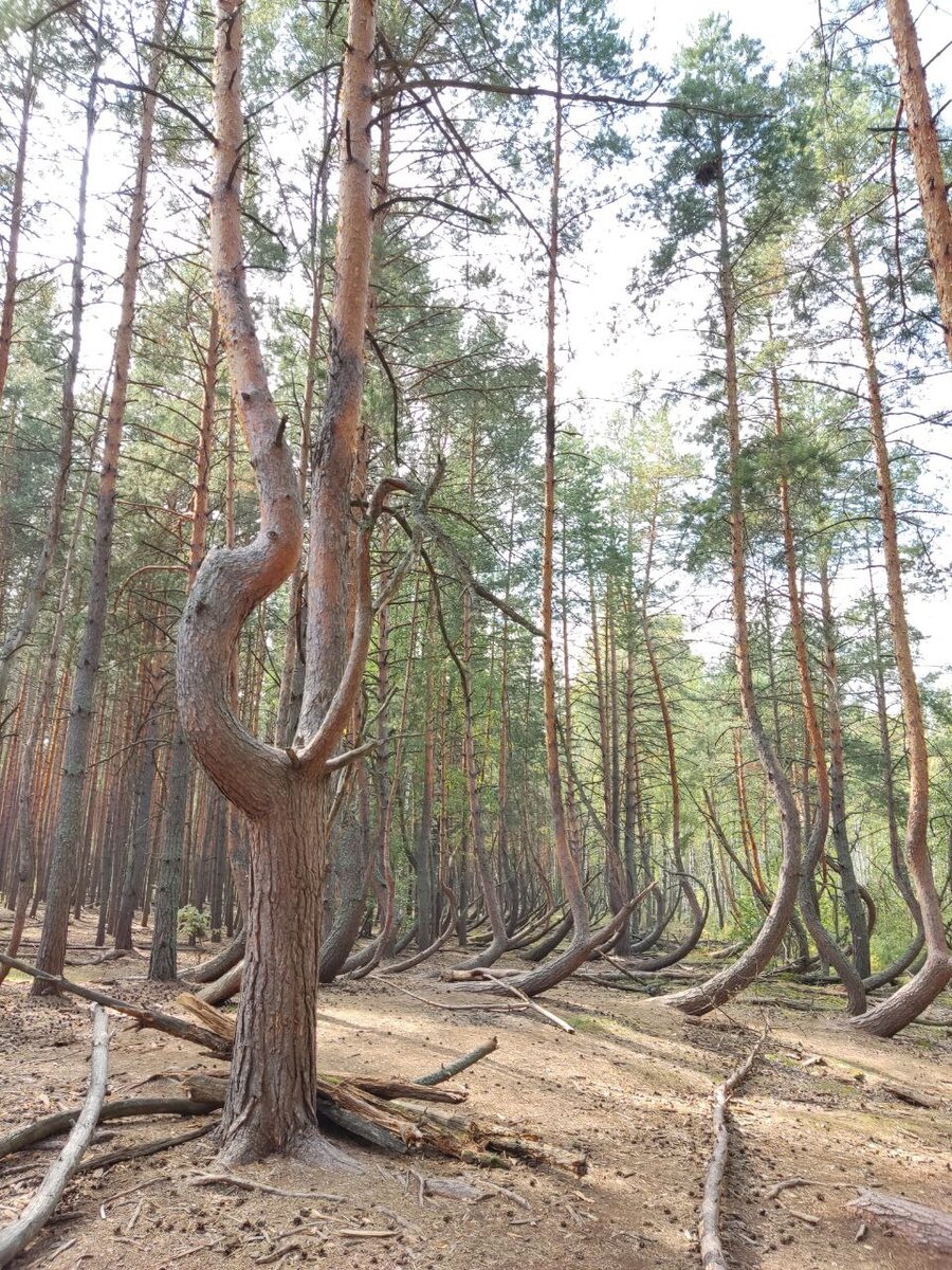 Пьяный лес фото Тайны рязанской области. Побывали в Пьяном лесу. Версии происхождения Путешестви