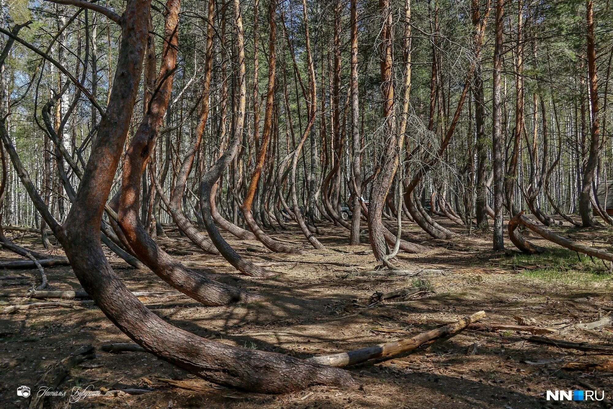 Пьяный лес рязань фото Рязанский танцующий лес