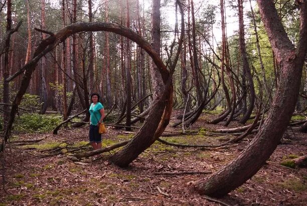 Пьяный лес в рязанской области фото Пьяный лес. Рязанская область - Блог "Гульбарий" - Фотогалерея, фото 17 - MySlo.