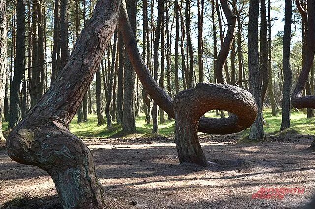 Пьяный лес в рязанской области фото Пьяные" леса. Какая неведомая сила скрутила деревья? Аргументы и Факты