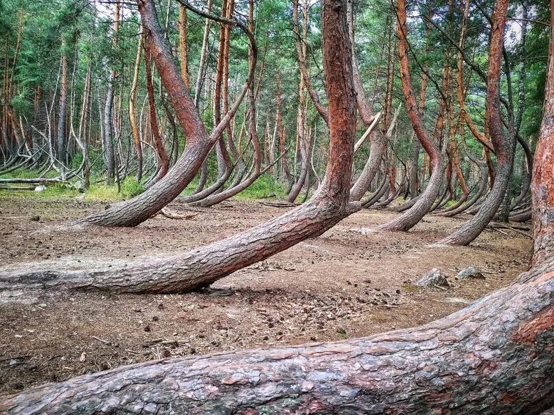 Пьяный лес в шиловском районе фото Пьяный лес" под Рязанью: тайны возникновения природного явления