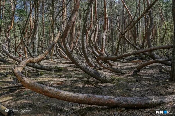 Пьяный лес в шиловском районе фото How the world has changed, see... Drunk forest - so called forest with inclined 