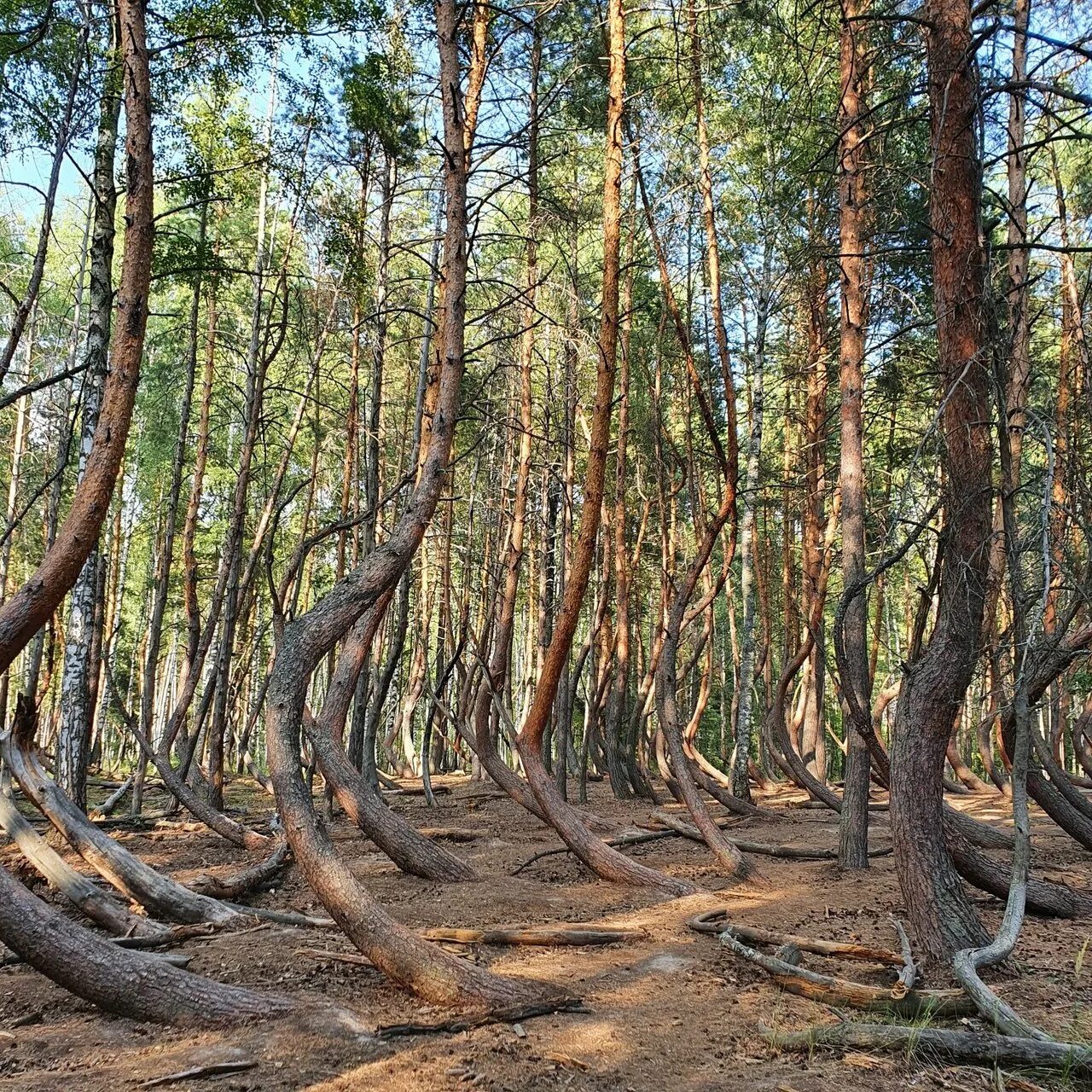 Пьяный лес в шиловском районе фото Пьяный лес