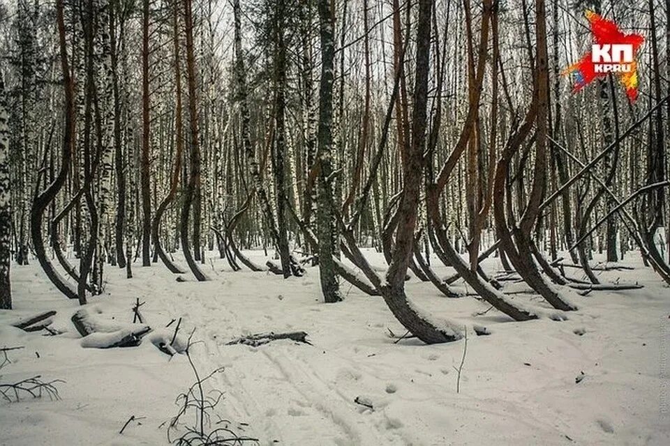 Пьяный лес в шиловском районе фото Шиловский "Заколдованный лес" стал памятником природы - KP.RU