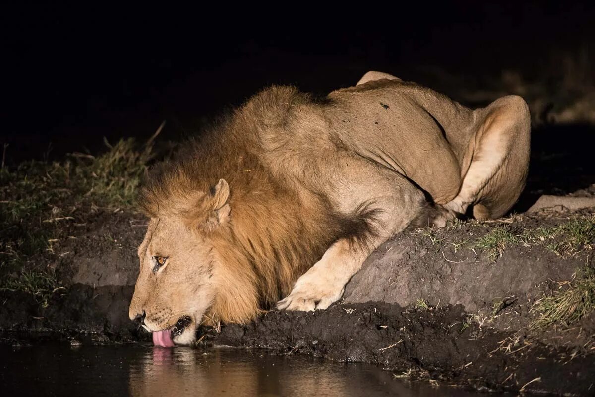 Пьяный лев фото Lion Gets Fright After Spotting A Crocodile While Swimming In Botswana 974