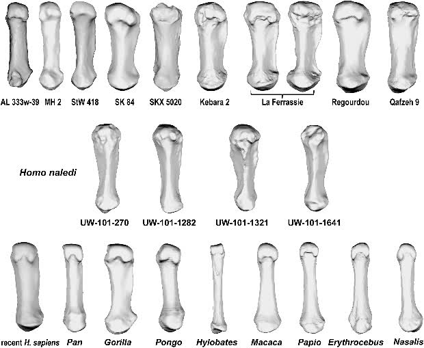 Пястная кость фото Пястные кости Homo naledi заняли промежуточное место между людьми и австралопите