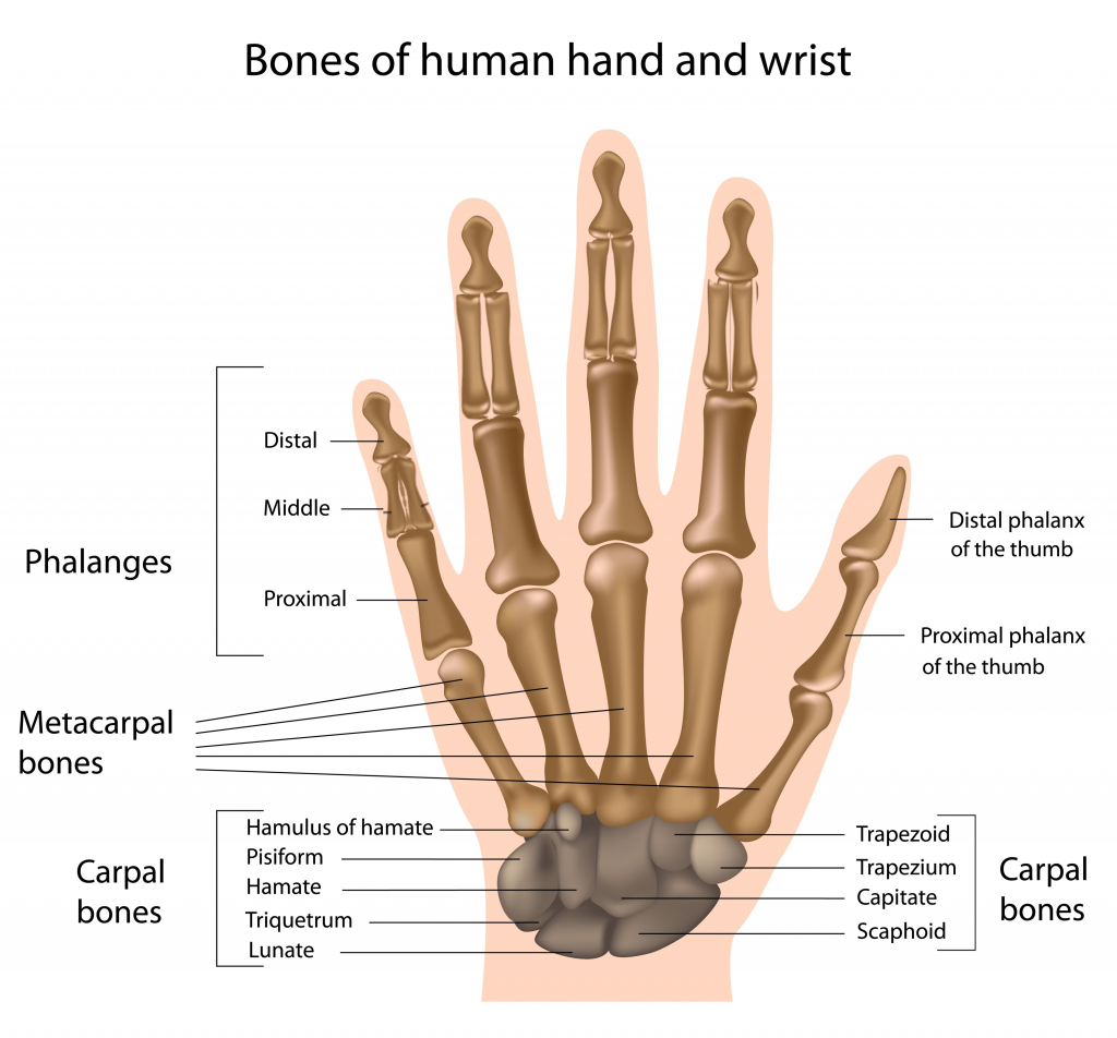 Пястная кость фото weapons - Are wolverine style retractable bone claws possible? - Worldbuilding S