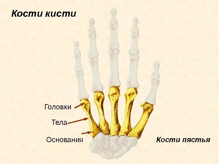 Пястная кость фото Сустав руки: строение, анатомия, кровоснабжение