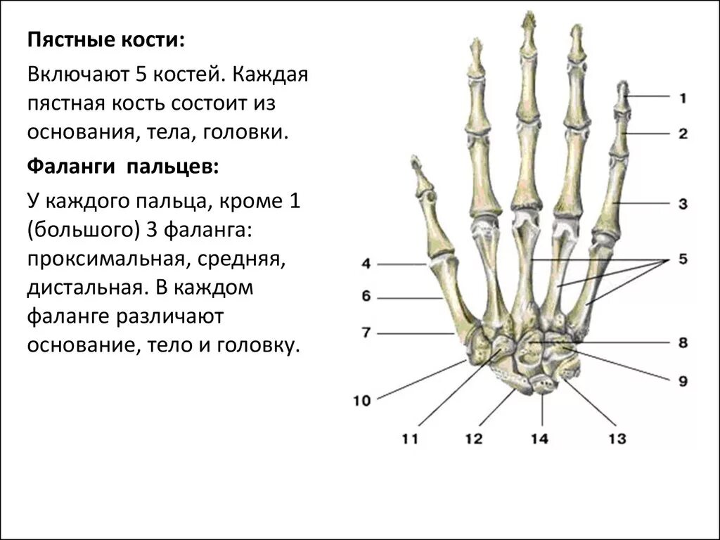 Пястная кость фото Картинки ПЯСТНО ФАЛАНГОВЫЕ СУСТАВЫ СТОПЫ