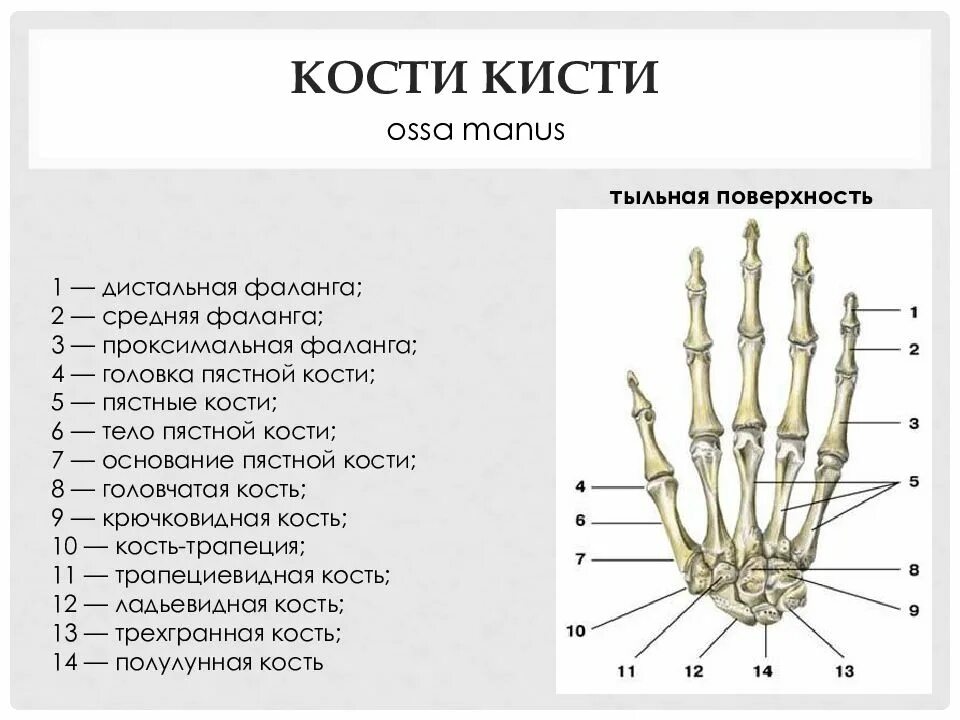 Пястная кость фото Основание 5 пальца кисти