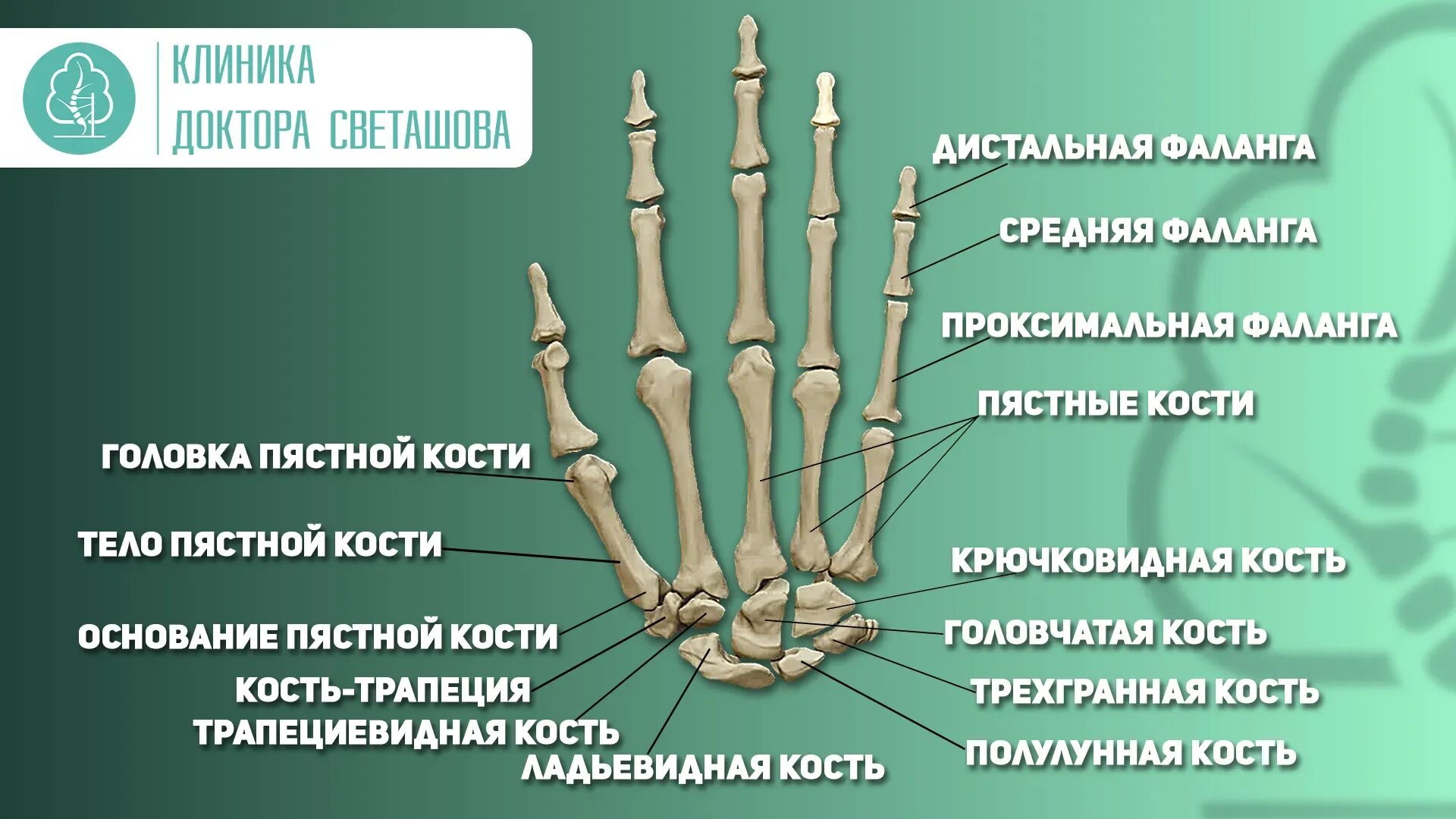 Пястная кость фото Основная фаланга указательного пальца рисунок