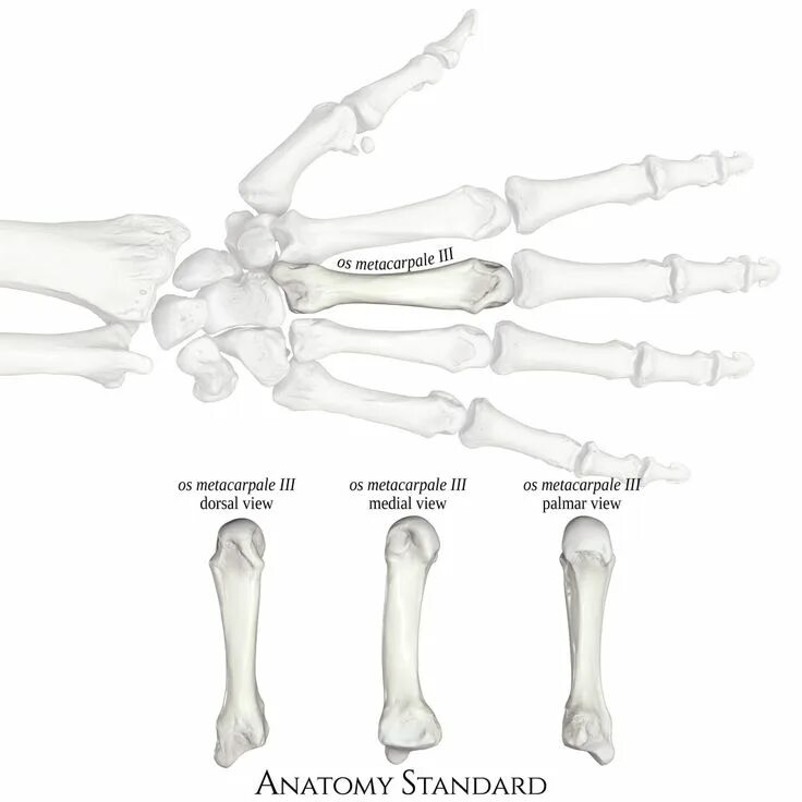 Пястная кость фото 3rd metacarpal bone Human anatomy art, Anatomy art, Bones