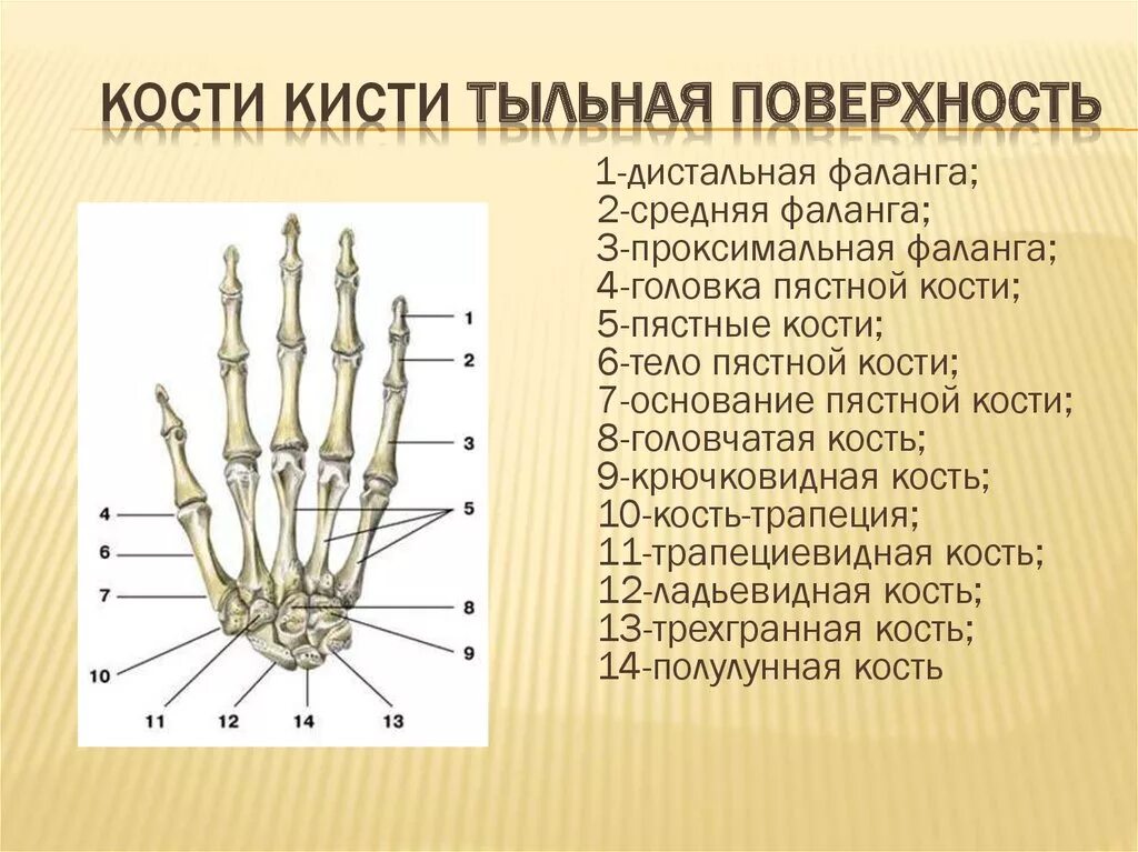 Пястная кость где находится фото Анатомия и физиология верхних конечностей - презентация онлайн 8D9