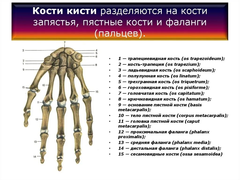 Пястная кость где находится фото Кости кисти 2023 Анатомия в картинках ВКонтакте