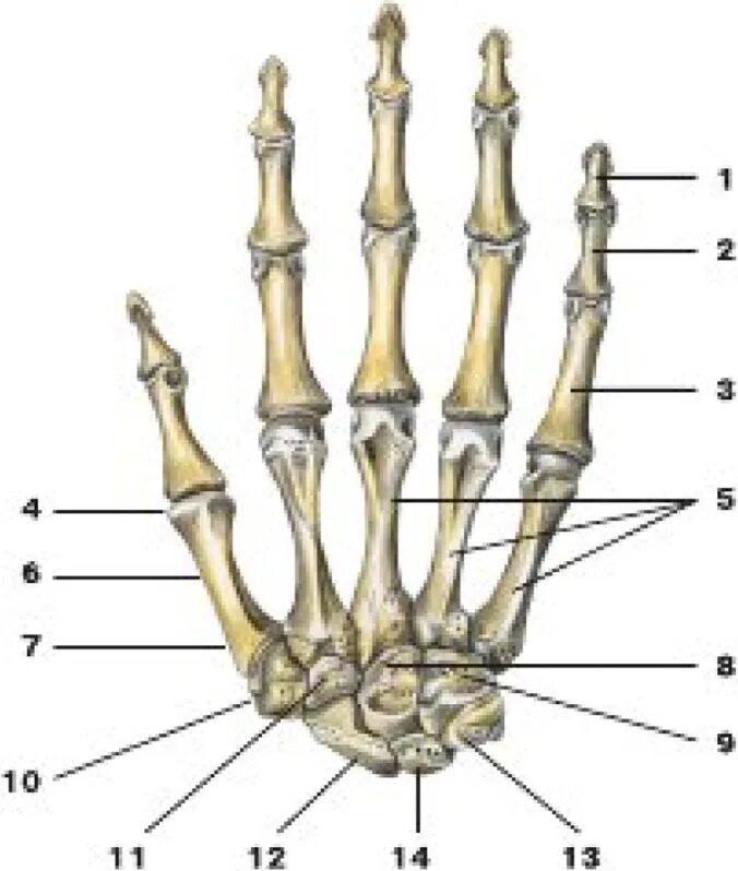 Пястная кость где находится фото Пястные кости: найдено 88 изображений