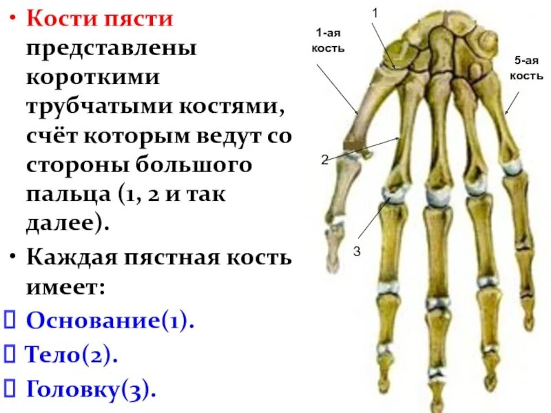 Пястная кость где находится фото Пястная кость где: найдено 90 картинок